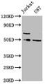 Western Blot, Positive WB detected in: Jurkat whole cell lysate, U87 whole cell lysate, All lanes: SH3BP5 antibody at 1:2000, Secondary, Goat polyclonal to rabbit IgG at 1/50000 dilution, Predicted band size: 51, 33 kDa, Observed band size: 51 kDa