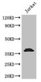 Western Blot, Positive WB detected in: Jurkat whole cell lysate, All lanes: MCL1 antibody at 3.2ug/ml, Secondary, Goat polyclonal to rabbit IgG at 1/50000 dilution, Predicted band size: 38, 29 kDa, Observed band size: 38 kDa Western Blot, Positive WB detected in: Jurkat whole cell lysate, All lanes: MCL1 antibody at 3.2ug/ml, Secondary, Goat polyclonal to rabbit IgG at 1/50000 dilution, Predicted band size: 38, 29 kDa, Observed band size: 38 kDa