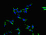 Immunofluorescent analysis of Hela cells using CAC14606 at dilution of 1:100 and Alexa Fluor 488-congugated AffiniPure Goat Anti-Rabbit IgG(H+L) Immunofluorescent analysis of Hela cells using CAC14606 at dilution of 1:100 and Alexa Fluor 488-congugated AffiniPure Goat Anti-Rabbit IgG(H+L)