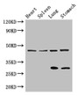 Western Blot, Positive WB detected in: Mouse heart tissue, Mouse spleen tissue, Mouse lung tissue, Mouse stomach tissue, All lanes: REN antibody at 3ug/ml, Secondary, Goat polyclonal to rabbit IgG at 1/50000 dilution, Predicted band size: 46, 45 kDa, Observed band size: 46, 29 kDa