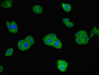 Immunofluorescent analysis of HepG2 cells using CAC14609 at dilution of 1:100 and Alexa Fluor 488-congugated AffiniPure Goat Anti-Rabbit IgG(H+L)