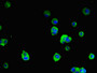 Immunofluorescent analysis of MCF-7 cells using CAC14611 at dilution of 1:100 and Alexa Fluor 488-congugated AffiniPure Goat Anti-Rabbit IgG(H+L)