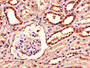 Immunohistochemistry of paraffin-embedded human kidney tissue using CAC14616 at dilution of 1:100