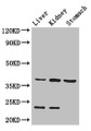 Western Blot, Positive WB detected in: Mouse liver tissue, Mouse kidney tissue, Mouse stomach tissue, All lanes: Akr1a1 antibody at 2.8ug/ml, Secondary, Goat polyclonal to rabbit IgG at 1/50000 dilution, Predicted band size: 37 kDa, Observed band size: 37, 23 kDa