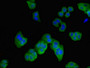 Immunofluorescent analysis of HepG2 cells using CAC14632 at dilution of 1:100 and Alexa Fluor 488-congugated AffiniPure Goat Anti-Rabbit IgG(H+L)
