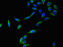 Immunofluorescent analysis of Hela cells using CAC14633 at dilution of 1:100 and Alexa Fluor 488-congugated AffiniPure Goat Anti-Rabbit IgG(H+L)