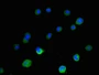 Immunofluorescent analysis of MCF-7 cells using CAC14643 at dilution of 1:100 and Alexa Fluor 488-congugated AffiniPure Goat Anti-Rabbit IgG(H+L)