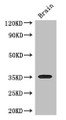 Western Blot, Positive WB detected in: Mouse brain tissue, All lanes: SFRP1 antibody at 3ug/ml, Secondary, Goat polyclonal to rabbit IgG at 1/50000 dilution, Predicted band size: 36 kDa, Observed band size: 36 kDa