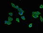 Immunofluorescent analysis of HepG2 cells using CAC14652 at dilution of 1:100 and Alexa Fluor 488-congugated AffiniPure Goat Anti-Rabbit IgG(H+L)