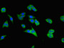 Immunofluorescent analysis of HepG2 cells using CAC14653 at dilution of 1:100 and Alexa Fluor 488-congugated AffiniPure Goat Anti-Rabbit IgG(H+L)