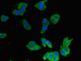 Immunofluorescent analysis of HepG2 cells using CAC14654 at dilution of 1:100 and Alexa Fluor 488-congugated AffiniPure Goat Anti-Rabbit IgG(H+L)