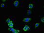 Immunofluorescent analysis of HepG2 cells using CAC14656 at dilution of 1:100 and Alexa Fluor 488-congugated AffiniPure Goat Anti-Rabbit IgG(H+L)