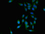 Immunofluorescent analysis of Hela cells using CAC14659 at dilution of 1:100 and Alexa Fluor 488-congugated AffiniPure Goat Anti-Rabbit IgG(H+L) Immunofluorescent analysis of Hela cells using CAC14659 at dilution of 1:100 and Alexa Fluor 488-congugated AffiniPure Goat Anti-Rabbit IgG(H+L)