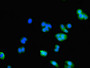 Immunofluorescent analysis of HepG2 cells using CAC14673 at dilution of 1:100 and Alexa Fluor 488-congugated AffiniPure Goat Anti-Rabbit IgG(H+L) Immunofluorescent analysis of HepG2 cells using CAC14673 at dilution of 1:100 and Alexa Fluor 488-congugated AffiniPure Goat Anti-Rabbit IgG(H+L)