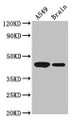 Western Blot, Positive WB detected in: A549 whole cell lysate, Mouse brain tissue, All lanes: AMT antibody at 3.5ug/ml, Secondary, Goat polyclonal to rabbit IgG at 1/50000 dilution, Predicted band size: 44, 38, 40, 42 kDa, Observed band size: 44 kDa