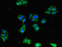 Immunofluorescent analysis of HepG2 cells using CAC14677 at dilution of 1:100 and Alexa Fluor 488-congugated AffiniPure Goat Anti-Rabbit IgG(H+L) Immunofluorescent analysis of HepG2 cells using CAC14677 at dilution of 1:100 and Alexa Fluor 488-congugated AffiniPure Goat Anti-Rabbit IgG(H+L)