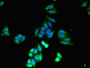 Immunofluorescent analysis of HepG2 cells using CAC14678 at dilution of 1:100 and Alexa Fluor 488-congugated AffiniPure Goat Anti-Rabbit IgG(H+L) Immunofluorescent analysis of HepG2 cells using CAC14678 at dilution of 1:100 and Alexa Fluor 488-congugated AffiniPure Goat Anti-Rabbit IgG(H+L)