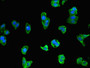 Immunofluorescent analysis of HepG2 cells using CAC14685 at dilution of 1:100 and Alexa Fluor 488-congugated AffiniPure Goat Anti-Rabbit IgG(H+L)