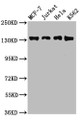 Western Blot, Positive WB detected in: MCF-7 whole cell lysate, Jurkat whole cell lysate, Hela whole cell lysate, K562 whole cell lysate, All lanes: WAPL antibody at 2.5ug/ml, Secondary, Goat polyclonal to rabbit IgG at 1/50000 dilution, Predicted band size: 133, 138, 143 kDa, Observed band size: 133 kDa