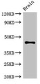 Western Blot, Positive WB detected in: Mouse brain tissue, All lanes: ATG4B antibody at 3.4ug/ml, Secondary, Goat polyclonal to rabbit IgG at 1/50000 dilution, Predicted band size: 45, 53, 32, 38, 43 kDa, Observed band size: 45 kDa Western Blot, Positive WB detected in: Mouse brain tissue, All lanes: ATG4B antibody at 3.4ug/ml, Secondary, Goat polyclonal to rabbit IgG at 1/50000 dilution, Predicted band size: 45, 53, 32, 38, 43 kDa, Observed band size: 45 kDa