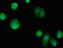 Immunofluorescent analysis of MCF-7 cells using CAC14707 at dilution of 1:100 and Alexa Fluor 488-congugated AffiniPure Goat Anti-Rabbit IgG(H+L) Immunofluorescent analysis of MCF-7 cells using CAC14707 at dilution of 1:100 and Alexa Fluor 488-congugated AffiniPure Goat Anti-Rabbit IgG(H+L)