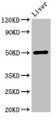 Western Blot, Positive WB detected in: Mouse liver tissue, All lanes: BAG4 antibody at 3.4ug/ml, Secondary, Goat polyclonal to rabbit IgG at 1/50000 dilution, Predicted band size: 50, 46 kDa, Observed band size: 50 kDa Western Blot, Positive WB detected in: Mouse liver tissue, All lanes: BAG4 antibody at 3.4ug/ml, Secondary, Goat polyclonal to rabbit IgG at 1/50000 dilution, Predicted band size: 50, 46 kDa, Observed band size: 50 kDa