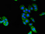 Immunofluorescent analysis of HepG2 cells using CAC14725 at dilution of 1:100 and Alexa Fluor 488-congugated AffiniPure Goat Anti-Rabbit IgG(H+L) Immunofluorescent analysis of HepG2 cells using CAC14725 at dilution of 1:100 and Alexa Fluor 488-congugated AffiniPure Goat Anti-Rabbit IgG(H+L)