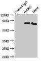 Immunoprecipitating GARS in HL60 whole cell lysate, Lane 1: Rabbit control IgG instead of (1ug) instead of CAC14725 in HL60 whole cell lysate., For western blotting, a HRP-conjugated Protein G antibody was used as the secondary antibody (1/2000), Lane 2: CAC14725 (8ug) + HL60 whole cell lysate (500ug), Lane 3: HL60 whole cell lysate (20ug) Immunoprecipitating GARS in HL60 whole cell lysate, Lane 1: Rabbit control IgG instead of (1ug) instead of CAC14725 in HL60 whole cell lysate., For western blotting, a HRP-conjugated Protein G antibody was used as the secondary antibody (1/2000), Lane 2: CAC14725 (8ug) + HL60 whole cell lysate (500ug), Lane 3: HL60 whole cell lysate (20ug)