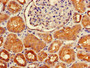 Immunohistochemistry of paraffin-embedded human kidney tissue using CAC14728 at dilution of 1:100