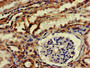 IHC image of CAC14730 diluted at 1:200 and staining in paraffin-embedded human kidney tissue performed on a Leica BondTM system. After dewaxing and hydration, antigen retrieval was mediated by high pressure in a citrate buffer (pH 6.0). Section was blocked with 10% normal goat serum 30min at RT. Then primary antibody (1% BSA) was incubated at 4°C overnight. The primary is detected by a biotinylated secondary antibody and visualized using an HRP conjugated SP system. IHC image of CAC14730 diluted at 1:200 and staining in paraffin-embedded human kidney tissue performed on a Leica BondTM system. After dewaxing and hydration, antigen retrieval was mediated by high pressure in a citrate buffer (pH 6.0). Section was blocked with 10% normal goat serum 30min at RT. Then primary antibody (1% BSA) was incubated at 4°C overnight. The primary is detected by a biotinylated secondary antibody and visualized using an HRP conjugated SP system.