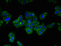 Immunofluorescent analysis of HepG2 cells using CAC14732 at dilution of 1:100 and Alexa Fluor 488-congugated AffiniPure Goat Anti-Rabbit IgG(H+L) Immunofluorescent analysis of HepG2 cells using CAC14732 at dilution of 1:100 and Alexa Fluor 488-congugated AffiniPure Goat Anti-Rabbit IgG(H+L)