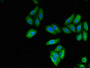 Immunofluorescent analysis of HepG2 cells using CAC14736 at dilution of 1:100 and Alexa Fluor 488-congugated AffiniPure Goat Anti-Rabbit IgG(H+L) Immunofluorescent analysis of HepG2 cells using CAC14736 at dilution of 1:100 and Alexa Fluor 488-congugated AffiniPure Goat Anti-Rabbit IgG(H+L)
