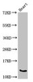 Western Blot, Positive WB detected in: Mouse heart tissue, All lanes: Ocm antibody at 3ug/ml, Secondary, Goat polyclonal to rabbit IgG at 1/50000 dilution, Predicted band size: 13 kDa, Observed band size: 13 kDa Western Blot, Positive WB detected in: Mouse heart tissue, All lanes: Ocm antibody at 3ug/ml, Secondary, Goat polyclonal to rabbit IgG at 1/50000 dilution, Predicted band size: 13 kDa, Observed band size: 13 kDa
