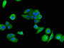 Immunofluorescent analysis of HepG2 cells using CAC14745 at dilution of 1:100 and Alexa Fluor 488-congugated AffiniPure Goat Anti-Rabbit IgG(H+L)
