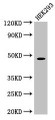 Western Blot, Positive WB detected in: HEK293 whole cell lysate, All lanes: PEPD antibody at 1.5ug/ml, Secondary, Goat polyclonal to rabbit IgG at 1/50000 dilution, Predicted band size: 55, 50, 48 kDa, Observed band size: 48 kDa Western Blot, Positive WB detected in: HEK293 whole cell lysate, All lanes: PEPD antibody at 1.5ug/ml, Secondary, Goat polyclonal to rabbit IgG at 1/50000 dilution, Predicted band size: 55, 50, 48 kDa, Observed band size: 48 kDa