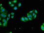 Immunofluorescent analysis of HepG2 cells using CAC14756 at dilution of 1:100 and Alexa Fluor 488-congugated AffiniPure Goat Anti-Rabbit IgG(H+L) Immunofluorescent analysis of HepG2 cells using CAC14756 at dilution of 1:100 and Alexa Fluor 488-congugated AffiniPure Goat Anti-Rabbit IgG(H+L)