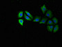 Immunofluorescent analysis of A549 cells using CAC14757 at dilution of 1:100 and Alexa Fluor 488-congugated AffiniPure Goat Anti-Rabbit IgG(H+L) Immunofluorescent analysis of A549 cells using CAC14757 at dilution of 1:100 and Alexa Fluor 488-congugated AffiniPure Goat Anti-Rabbit IgG(H+L)
