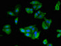 Immunofluorescent analysis of HepG2 cells using CAC14761 at dilution of 1:100 and Alexa Fluor 488-congugated AffiniPure Goat Anti-Rabbit IgG(H+L) Immunofluorescent analysis of HepG2 cells using CAC14761 at dilution of 1:100 and Alexa Fluor 488-congugated AffiniPure Goat Anti-Rabbit IgG(H+L)