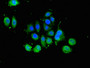 Immunofluorescent analysis of A549 cells using CAC14763 at dilution of 1:100 and Alexa Fluor 488-congugated AffiniPure Goat Anti-Rabbit IgG(H+L) Immunofluorescent analysis of A549 cells using CAC14763 at dilution of 1:100 and Alexa Fluor 488-congugated AffiniPure Goat Anti-Rabbit IgG(H+L)