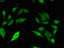Immunofluorescent analysis of Hela cells using CAC14764 at dilution of 1:100 and Alexa Fluor 488-congugated AffiniPure Goat Anti-Rabbit IgG(H+L) Immunofluorescent analysis of Hela cells using CAC14764 at dilution of 1:100 and Alexa Fluor 488-congugated AffiniPure Goat Anti-Rabbit IgG(H+L)