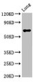 Western Blot, Positive WB detected in: Rat lung tissue, All lanes: TFEB antibody at 3ug/ml, Secondary, Goat polyclonal to rabbit IgG at 1/50000 dilution, Predicted band size: 53, 44 kDa, Observed band size: 70 kDa Western Blot, Positive WB detected in: Rat lung tissue, All lanes: TFEB antibody at 3ug/ml, Secondary, Goat polyclonal to rabbit IgG at 1/50000 dilution, Predicted band size: 53, 44 kDa, Observed band size: 70 kDa