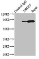 Immunoprecipitating XRCC5 in HepG2 whole cell lysate, Lane 1: Rabbit control IgG (1ug) instead of CAC14770 in HepG2 whole cell lysate. For western blotting, a HRP-conjugated Protein G antibody was used as the secondary antibody (1/2000), Lane 2: CAC14770 (8ug) + HepG2 whole cell lysate (500ug), Lane 3: HepG2 whole cell lysate (10ug) Immunoprecipitating XRCC5 in HepG2 whole cell lysate, Lane 1: Rabbit control IgG (1ug) instead of CAC14770 in HepG2 whole cell lysate. For western blotting, a HRP-conjugated Protein G antibody was used as the secondary antibody (1/2000), Lane 2: CAC14770 (8ug) + HepG2 whole cell lysate (500ug), Lane 3: HepG2 whole cell lysate (10ug)