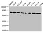 Western Blot, Positive WB detected in: HEK293 whole cell lysate, A549 whole cell lysate, Colo320 whole cell lysate, Hela whole cell lysate, HepG2 whole cell lysate, Mouse brain tissue, Rat brain tissue, Rat lung tissue, All lanes: HSPA8 antibody at 3.5ug/ml, Secondary, Goat polyclonal to rabbit IgG at 1/50000 dilution, Predicted band size: 71, 54 kDa, Observed band size: 71 kDa Western Blot, Positive WB detected in: HEK293 whole cell lysate, A549 whole cell lysate, Colo320 whole cell lysate, Hela whole cell lysate, HepG2 whole cell lysate, Mouse brain tissue, Rat brain tissue, Rat lung tissue, All lanes: HSPA8 antibody at 3.5ug/ml, Secondary, Goat polyclonal to rabbit IgG at 1/50000 dilution, Predicted band size: 71, 54 kDa, Observed band size: 71 kDa