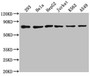 Western Blot, Positive WB detected in: 293 whole cell lysate, Hela whole cell lysate, HepG2 whole cell lysate, Jurkat whole cell lysate, K562 whole cell lysate, A549 whole cell lysate, All lanes: HSPA8 antibody at 1:2000, Secondary, Goat polyclonal to rabbit IgG at 1/50000 dilution, Predicted band size: 71, 54 kDa, Observed band size: 71 kDa Western Blot, Positive WB detected in: 293 whole cell lysate, Hela whole cell lysate, HepG2 whole cell lysate, Jurkat whole cell lysate, K562 whole cell lysate, A549 whole cell lysate, All lanes: HSPA8 antibody at 1:2000, Secondary, Goat polyclonal to rabbit IgG at 1/50000 dilution, Predicted band size: 71, 54 kDa, Observed band size: 71 kDa
