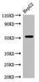 Western Blot, Positive WB detected in: HepG2 whole cell lysate, All lanes: GSK3A antibody at 3ug/ml, Secondary, Goat polyclonal to rabbit IgG at 1/50000 dilution, Predicted band size: 51 kDa, Observed band size: 51 kDa Western Blot, Positive WB detected in: HepG2 whole cell lysate, All lanes: GSK3A antibody at 3ug/ml, Secondary, Goat polyclonal to rabbit IgG at 1/50000 dilution, Predicted band size: 51 kDa, Observed band size: 51 kDa