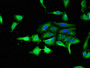 Immunofluorescent analysis of Hela cells using CAC14772 at dilution of 1:100 and Alexa Fluor 488-congugated AffiniPure Goat Anti-Rabbit IgG(H+L) Immunofluorescent analysis of Hela cells using CAC14772 at dilution of 1:100 and Alexa Fluor 488-congugated AffiniPure Goat Anti-Rabbit IgG(H+L)