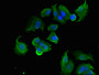 Immunofluorescent analysis of MCF-7 cells using CAC14777 at dilution of 1:100 and Alexa Fluor 488-congugated AffiniPure Goat Anti-Rabbit IgG(H+L)