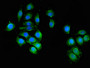 Immunofluorescent analysis of A549 cells using CAC14780 at dilution of 1:100 and Alexa Fluor 488-congugated AffiniPure Goat Anti-Rabbit IgG(H+L) Immunofluorescent analysis of A549 cells using CAC14780 at dilution of 1:100 and Alexa Fluor 488-congugated AffiniPure Goat Anti-Rabbit IgG(H+L)
