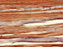 IHC image of CAC14782 diluted at 1:400 and staining in paraffin-embedded human skeletal muscle tissue performed on a Leica BondTM system. After dewaxing and hydration, antigen retrieval was mediated by high pressure in a citrate buffer (pH 6.0). Section was blocked with 10% normal goat serum 30min at RT. Then primary antibody (1% BSA) was incubated at 4°C overnight. The primary is detected by a biotinylated secondary antibody and visualized using an HRP conjugated SP system.