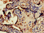Immunohistochemistry of paraffin-embedded human placenta tissue using CAC14788 at dilution of 1:100 Immunohistochemistry of paraffin-embedded human placenta tissue using CAC14788 at dilution of 1:100